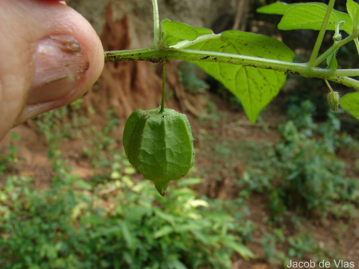 Physalis angulata L.